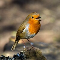 Buy canvas prints of Serenade of the Robin by Rodney Hutchinson