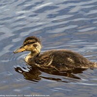 Buy canvas prints of Duckling by Rodney Hutchinson