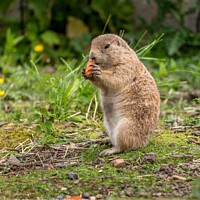 Buy canvas prints of A Prairie Dog  standing on grass by Rodney Hutchinson