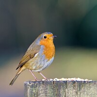 Buy canvas prints of A Robin perched on a gate post by Rodney Hutchinson