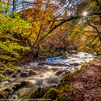 Buy canvas prints of Autumn in Ness Glen by Rodney Hutchinson
