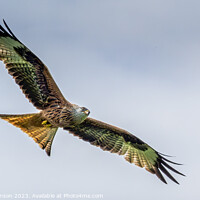 Buy canvas prints of Red Kite by Rodney Hutchinson