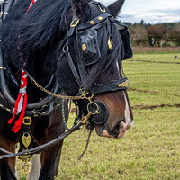 Buy canvas prints of Clydesdale Ploughing Horse by Rodney Hutchinson