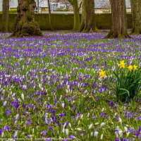 Buy canvas prints of Crocuses and Daffodils  by Rodney Hutchinson