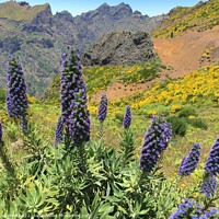 Buy canvas prints of Pride of Madeira, Madeira Island by Joyce Hird