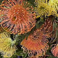 Buy canvas prints of Pincushion flowers, Protea by Joyce Hird