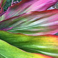 Buy canvas prints of Large coloured leaves by Joyce Hird