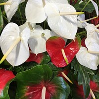 Buy canvas prints of White and red Anthurium by Joyce Hird