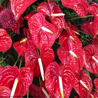 Buy canvas prints of Red Anthurium - Lipstick plant by Joyce Hird