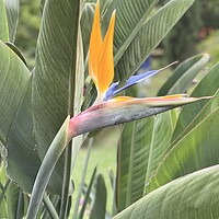 Buy canvas prints of bird of paradise flower from Madeira by Joyce Hird