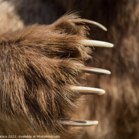 Buy canvas prints of Brown Bear Paw With sharp Claws  by Turgay Koca