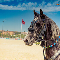Buy canvas prints of Horse head with long mane and partial harness by Turgay Koca
