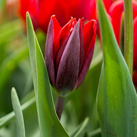 Buy canvas prints of Colorful tulip flower bloom in the garden by Turgay Koca