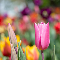 Buy canvas prints of Colorful tulip flower bloom in the garden by Turgay Koca