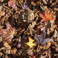 Buy canvas prints of Autumn background with dry leaves  by Turgay Koca