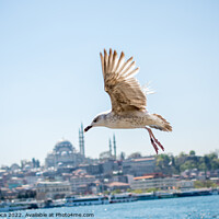Buy canvas prints of Seagull in a sky with a mosque background by Turgay Koca