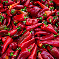 Buy canvas prints of A Lot of Red Peppers as food background by Turgay Koca