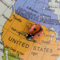 Buy canvas prints of Ladybug on a little colorful model globe  by Turgay Koca