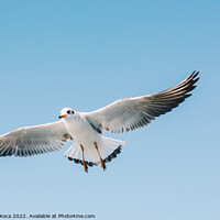 Buy canvas prints of Single seagull flying in a sky by Turgay Koca