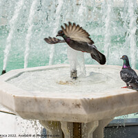 Buy canvas prints of City pigeons by the side of  fountain by Turgay Koca