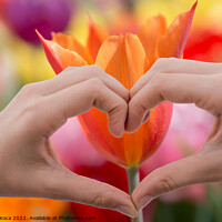 Buy canvas prints of Tulip behind a heart shaped hand by Turgay Koca
