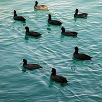 Buy canvas prints of Flock of birds on water with water background by Turgay Koca