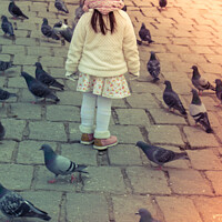 Buy canvas prints of Little girl amid grey pigeons live in large groups in urban  by Turgay Koca