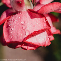 Buy canvas prints of Rose with water drops on it by Turgay Koca