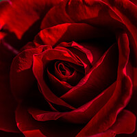 Buy canvas prints of Beautiful fresh roses in close up view by Turgay Koca