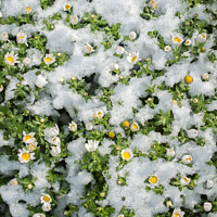 Buy canvas prints of Early flowers oof the spring under snow by Turgay Koca