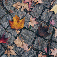 Buy canvas prints of Brown leaf texture and background. Dry leaves background texture by Turgay Koca
