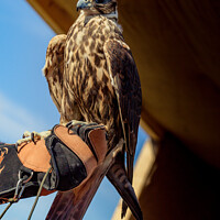 Buy canvas prints of Falcon hawk bird sitting on falconers hand during show by Turgay Koca