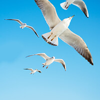 Buy canvas prints of Seagulls are  flying in a sky by Turgay Koca
