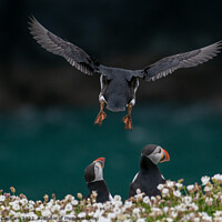 Buy canvas prints of Puffin coming into land by Tim Clapham