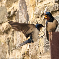 Buy canvas prints of Barn Swallows coming home by Tim Clapham