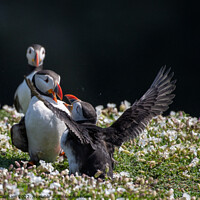 Buy canvas prints of Puffins fighting by Tim Clapham