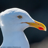 Buy canvas prints of Herring Gull close up head  by Tim Clapham