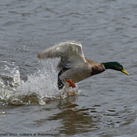 Buy canvas prints of Mallard Duck taking off with water running off wings.  by Tim Clapham