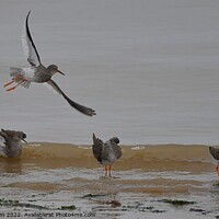 Buy canvas prints of Redshanks in flight & on the Beach  by Tim Clapham