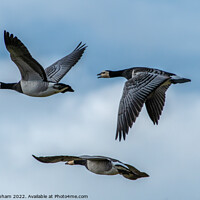 Buy canvas prints of 3 Barnacle geese in perfect flight formation by Tim Clapham