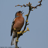 Buy canvas prints of Chaffinch singing against a perfect blue sky by Tim Clapham