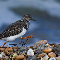 Buy canvas prints of Turnstone striding out on Whitstable Beach by Tim Clapham