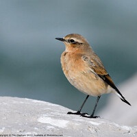 Buy canvas prints of Wheatear on a rock Whitstable by Tim Clapham