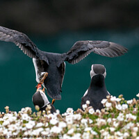 Buy canvas prints of Puffin lands on other puffin by Tim Clapham