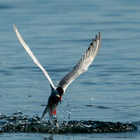 Buy canvas prints of Tern catching a fish by Tim Clapham