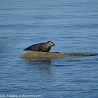 Buy canvas prints of Seal of approval by Rob Paddock