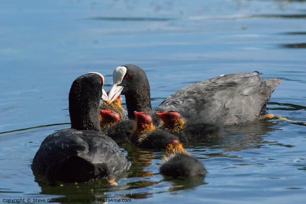 Fluffy Coot Chicks Feeding on a Lake. Picture Board by Steve Gill