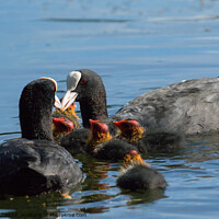 Buy canvas prints of Fluffy Coot Chicks Feeding on a Lake. by Steve Gill