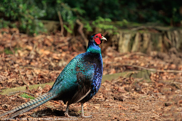 Iridescent Melanistic Mutant Pheasant. Picture Board by Steve Gill