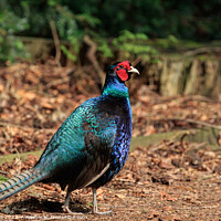Buy canvas prints of Iridescent Melanistic Mutant Pheasant. by Steve Gill